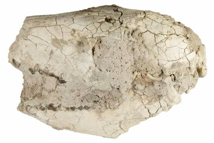 Unprepared Oreodont (Merycoidodon) Skull - South Dakota #192509